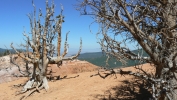 PICTURES/Spectra Point - Rampart Trail Overlook/t_Devils Fork Tree3.JPG